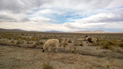 altiplano lama under a beautiful sky
