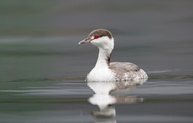 Horned Grebe