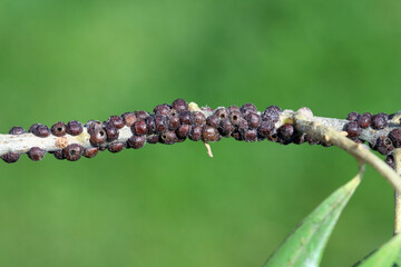 Scutellista caerulea (Pteromalidae) is an important, common biological control agent of scales (Hemiptera: Coccidae). Parasited  black scale - Saissetia oleae on olive tree.