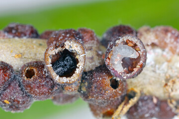 Scutellista caerulea (Pteromalidae) is an important, common biological control agent of scales (Hemiptera: Coccidae). Parasited  black scale - Saissetia oleae on olive tree.