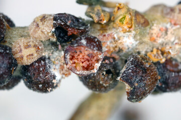 Scutellista caerulea (Pteromalidae) is an important, common biological control agent of scales (Hemiptera: Coccidae). Parasited  black scale - Saissetia oleae on olive tree.