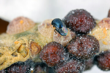 Scutellista caerulea (Pteromalidae) is an important, common biological control agent of scales (Hemiptera: Coccidae). Parasited  black scale - Saissetia oleae on olive tree.