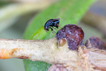 Scutellista caerulea (Pteromalidae) is an important, common biological control agent of scales (Hemiptera: Coccidae). Parasited  black scale - Saissetia oleae on olive tree.