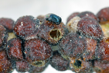 Scutellista caerulea (Pteromalidae) is an important, common biological control agent of scales (Hemiptera: Coccidae). Parasited  black scale - Saissetia oleae on olive tree.