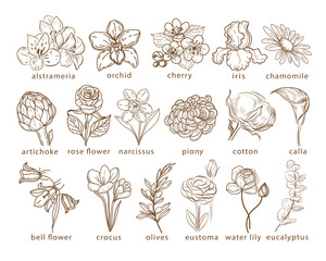 Collection of botanical flowers and leaves. One line vector illustration. Design for a logo. Rose, eustoma, crocus, peony, orchid