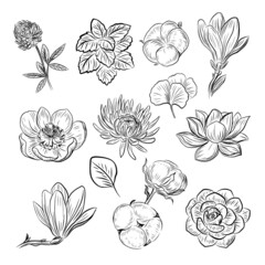 Herbs and flowers set. Vector illustration of a botanics. Black and white vintage flowers