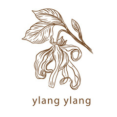 Ylang ylang flower drawn by one line. Vector illustration. Vintage style