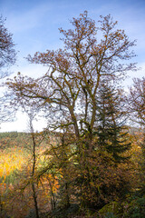 Fototapeta premium Herbsttimmung am La Brosille