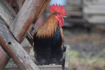 cock © Łukasz