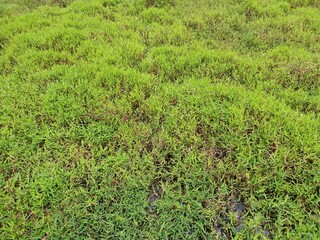 Green plant and grass in Sri Lankan Nature
