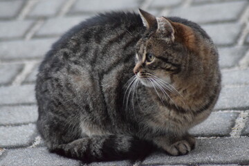 Cat © Łukasz