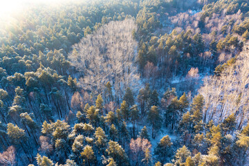 Naklejka na ściany i meble Aerial view at winter forest. Pine trees as a background. Winter landscape from air. Natural forest background. Forest background from drone