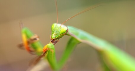 Green praying mantis feeding on grasshopper