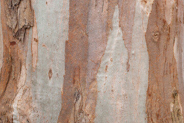 Natural brown wooden tree trunk background closeup