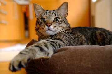 Teddy the cat is resting in the dog bed