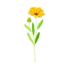 Beautiful calendula orange flower. Elegant floral design element vector illustration - obrazy, fototapety, plakaty