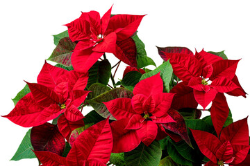Red poinsettia flowers bouquet isolated on white