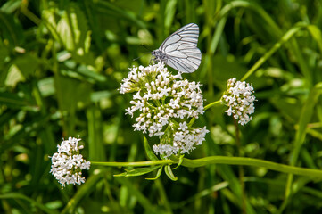One butterfly Aporia crataegi Pieridae on a white flower on a background of green grass