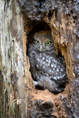 The little owl sits hidden in the hollow of a tree.
