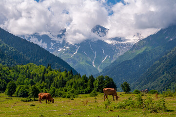 Three cows are eating a grass in the meadow on the background of the snow mountains in Latali village