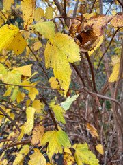 Yellow autumn leaves on a tree in November.