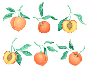 Set of peach tree branches with ripe juicy fruits and green leaves vector illustration