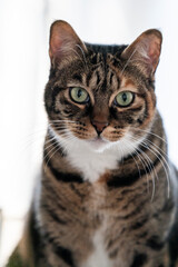 Beautiful cat in a light and white environment with beautiful green eyes