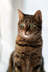 Beautiful cat in a light and white environment with beautiful green eyes