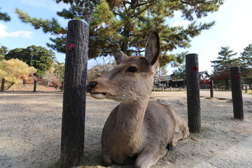 カメラを向けられて目をそらす奈良公園の鹿