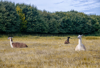 Llamas resting on the field on a farm