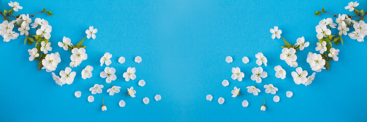 White flowering tree branches on the blue background. Banner. Top view. Copy space. Spring background.