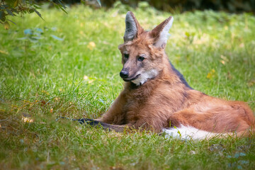 South American maned wolf resting in the nature