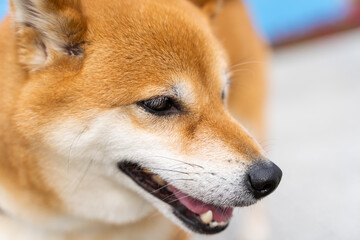 close up portrait of a dog