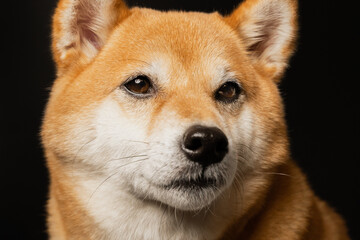 close up portrait of a dog