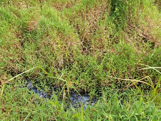 Sri Lankan green grass and small canal