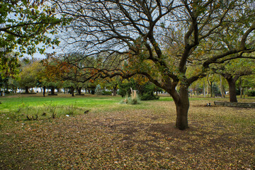Fototapeta premium Autumn and trees in the lovely park in Kadikoy,Istanbul 