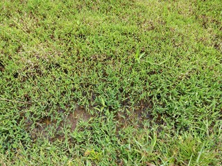 Green background and nature Sri Lanka