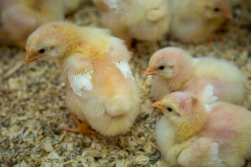 industrial chick breeding farm with young yellow chicks