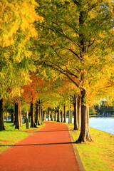 Naklejka premium autumn in the park