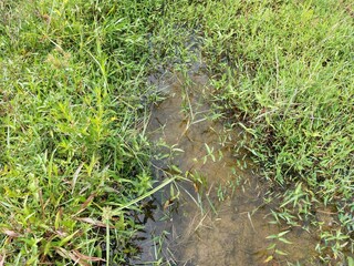 Beautiful green grass and canal in Sri Lanka