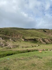 Obraz premium landscape with grass and sky