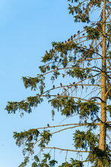 starlings sitting in a tree with a lot