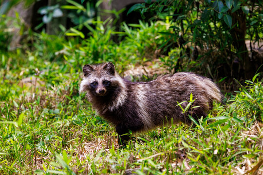 タヌキ, Japanese racoon dog, 日本