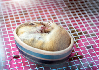 lonley  hamster mouse sleeping in a cup