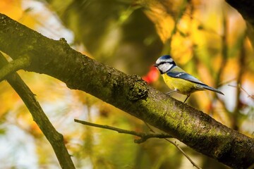 Small colorful bird, a blue tit, perching on a branch on a sunny autumn day in a park. Blurry yellow, orange, green and red background.