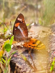 butterfly on a flower