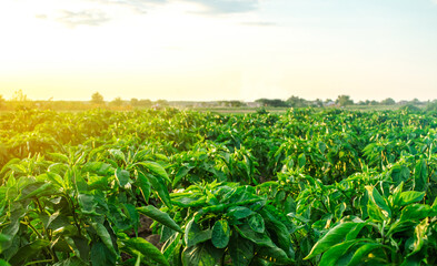 A farm field planted with pepper crops. Growing capsicum peppers, leeks and eggplants. Food...