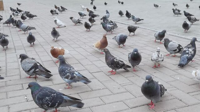 Many pigeon walking on summer street. Group of bird in urban landscape. Nature life in city. Slow motion video. Grey monochrome color