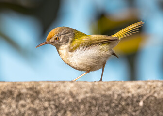 Tailor bird looking down from a wall