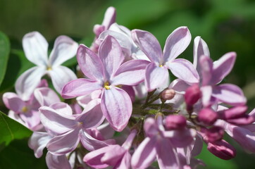 Lilac with a flower with five petals close-up